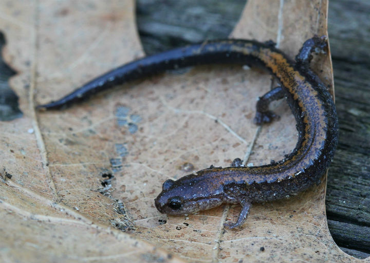 Redback Salamander